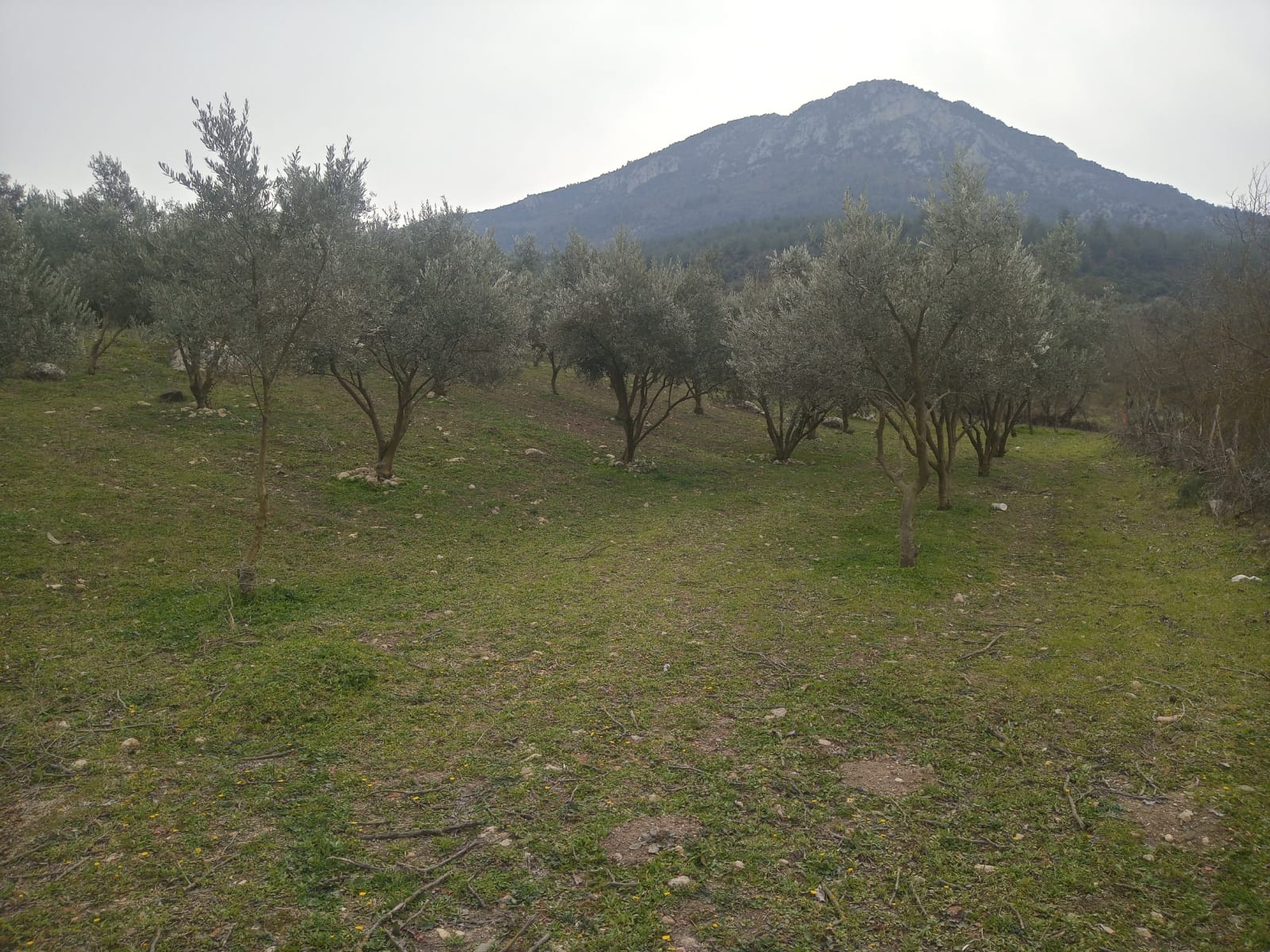 SATILIK 2300m2 ZEYTİN BAHÇESİ